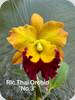 Rlc. Thai Orchid No. 3